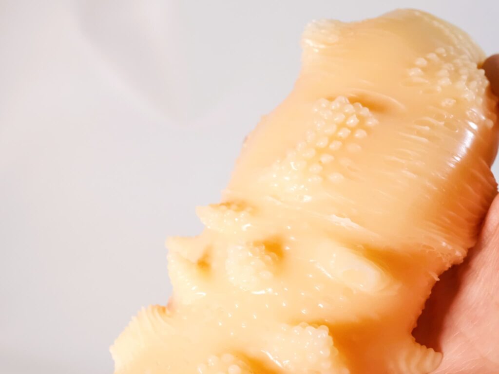 マンダラのイボ突起