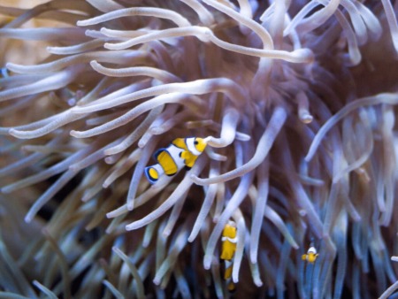 イソギンチャク