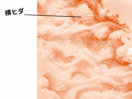 AIV―アイヴ― NO.13には横ヒダが敷かれている