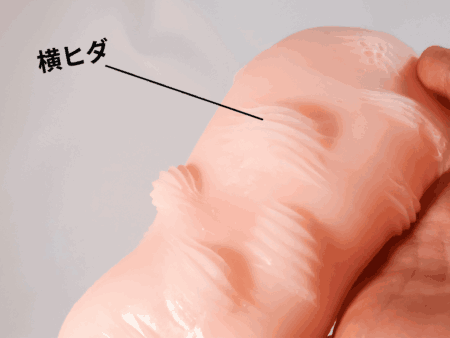 ニクイボの乱の丸イボには横ヒダが敷かれてる