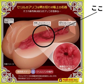 Cecile【岸和田セシル】のコブがめり込む理由