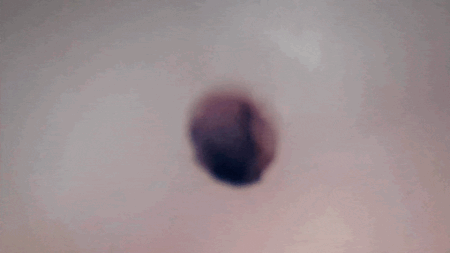 ベリーベリーイボ狐の内部カメラ