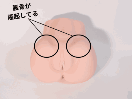極上 膣肉生陰唇はお腹側が丸みを帯びている
